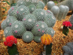 20120207hanahakuA.jpg