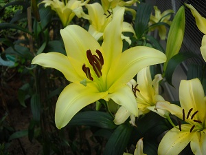 20120207hanahakuB.jpg