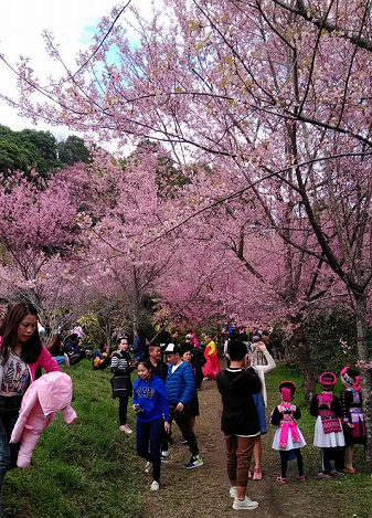 20180115sakura.png