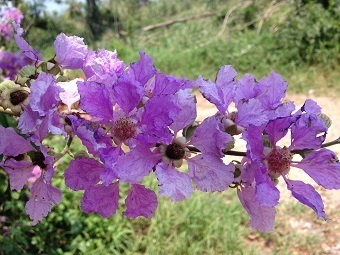 チェンマイの４月 ５月に咲くインタニンナームの紫の花 チェンマイ 田舎 新明天庵だより