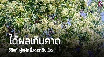 20181107treeB.jpg