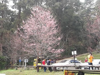 20190119sakuraB.png