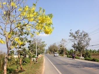 20190130treeA.jpg