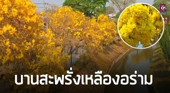 20190306treeB.jpg
