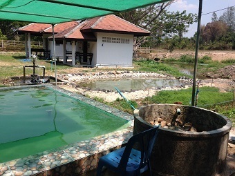 20190429poolF.jpg