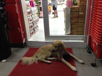 20190608dogA.jpg