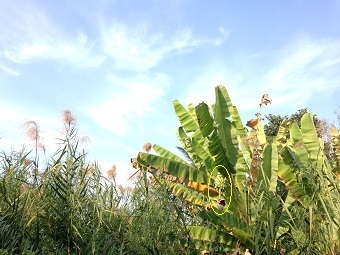 201200120skyA.jpg