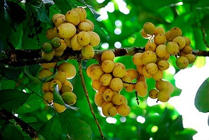 20120912furuitB.jpg