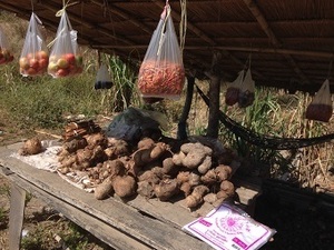 チェンマイにもたくさんある？美味しい自然薯（山芋）？: チェンマイ