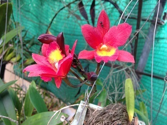 20180821flowerA.jpg