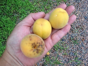 20190713umeboshiI.jpg