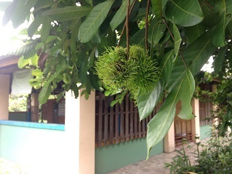 20190817tree.jpg