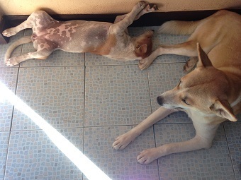 20191031dog.jpg