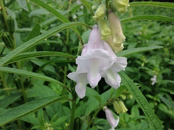 チェンマイ田舎７月の花 ゴマ畑に淡いピンクの可憐な花 チェンマイ 田舎 新明天庵だより