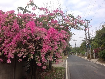 20210110flowerA.jpg