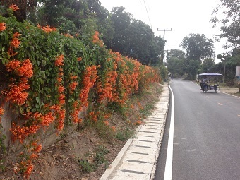 20210110flowerB.jpg