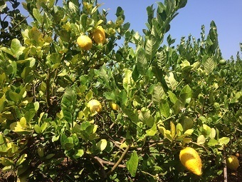 20210201lemonB.jpg
